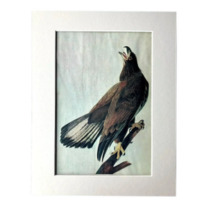 Vintage John James Audubon Matted Print, 1966: Bald Eagle