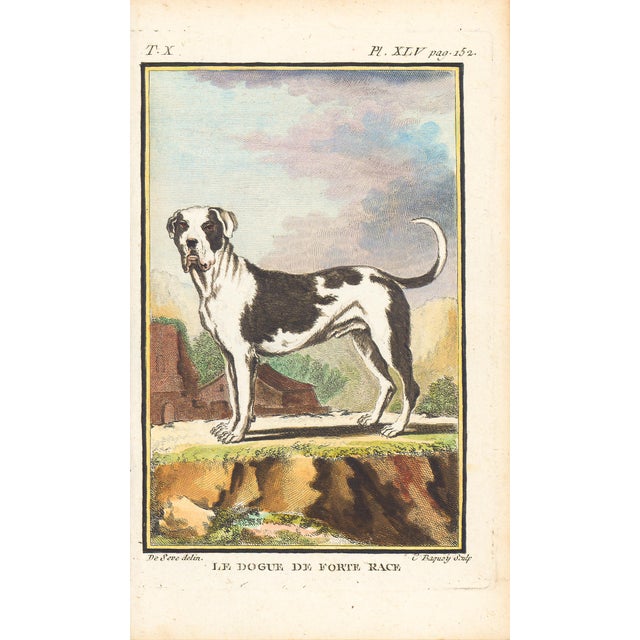 1758 Buffon Dog Engraving "Le Dogue De Fort Race" (Mastiff of Strong Breed) For Sale