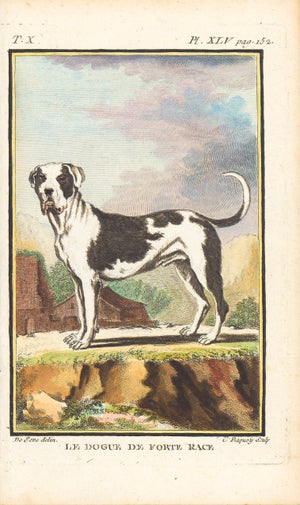 1758 Buffon Dog Engraving "Le Dogue De Fort Race" (Mastiff of Strong Breed)