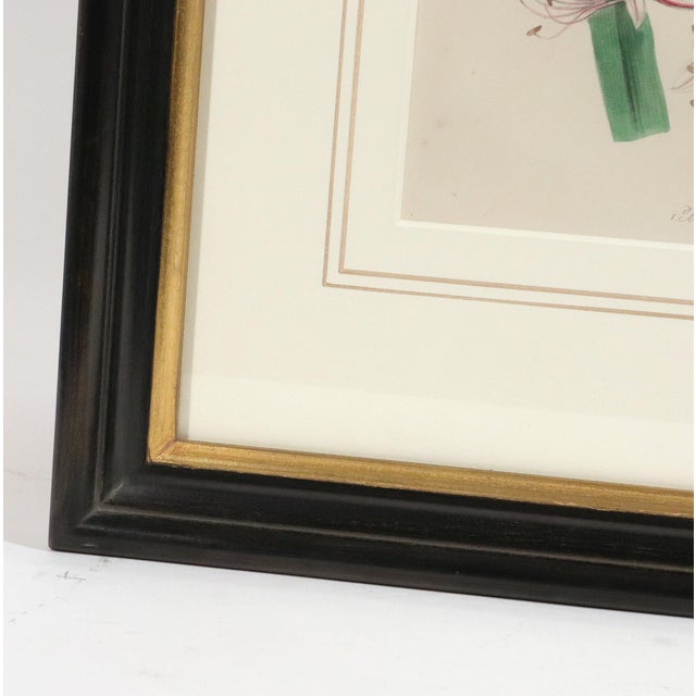 Jane Wells Loudon Botanical Prints-a Set of Six, From the Ladies' Flower-Garden For Sale - Image 15 of 15