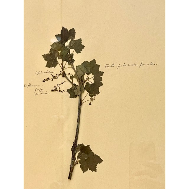 1965 French Herbarium Botanical Specimens Set of Four For Sale - Image 11 of 13