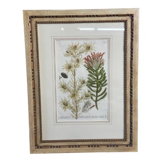 Johann Wilhelm Weinmann "Conifers Iv" Botanical Mezzotint From Phytanthoza Iconographia (1683-1741), Circa 1740 For Sale