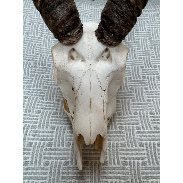 2010s Vintage Blackbuck Skull + Horns For Sale - Image 5 of 12
