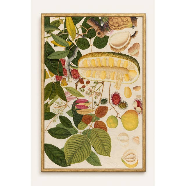 Discover a beautifully restored Asian tropical fruit botanical art print featuring a lush detail from Plate 1 of the...