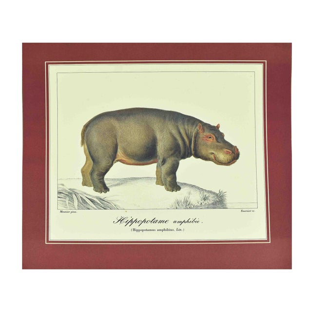 Illustration Mid 20th Century French Natural History Animal Zoological Illustrations Prints - Hippo & Rhino - Set of 2 For Sale - Image 3 of 8