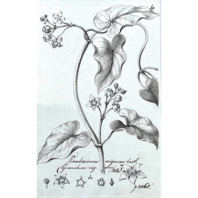 Illustration Original Antique Botanical Watercolor and Ink Painting by A. G. Weiss Circa 1865 For Sale - Image 3 of 6