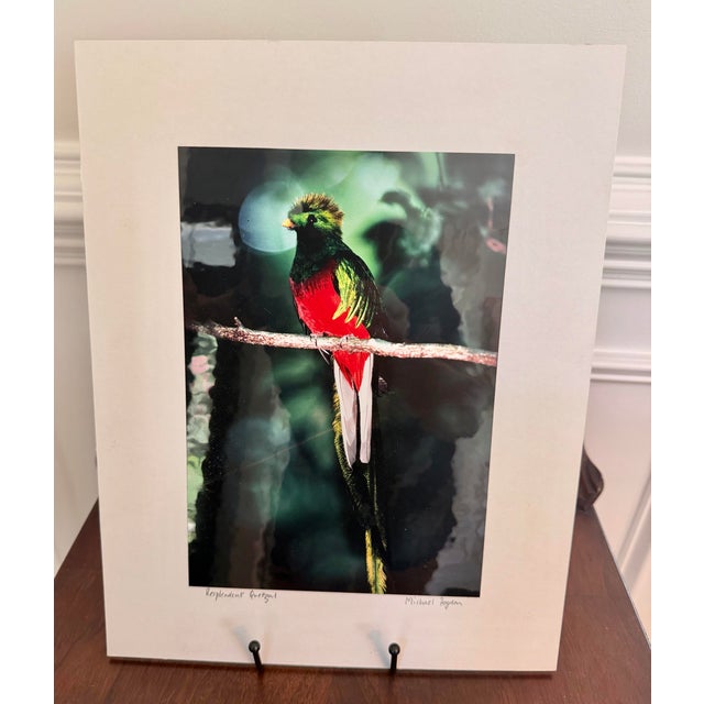 Michael Fogden Signed “Resplendent Quetzal” Costa Rica Wildlife Photograph, 11” × 14” Matted For Sale - Image 4 of 11