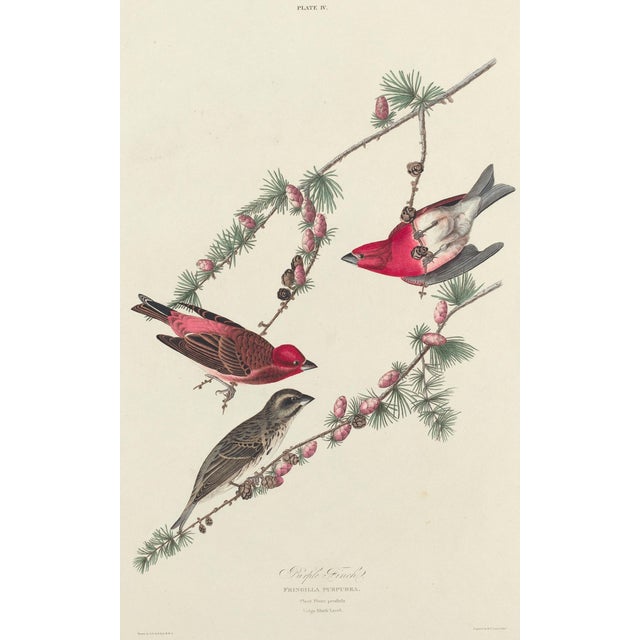 Collection of 4 Vintage 1966 John James Audubon Double-Sided Bird Prints A remarkable collection of four double-sided...