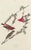 Collection of 4 Vintage 1966 John James Audubon Double-Sided Bird Prints A remarkable collection of four double-sided...