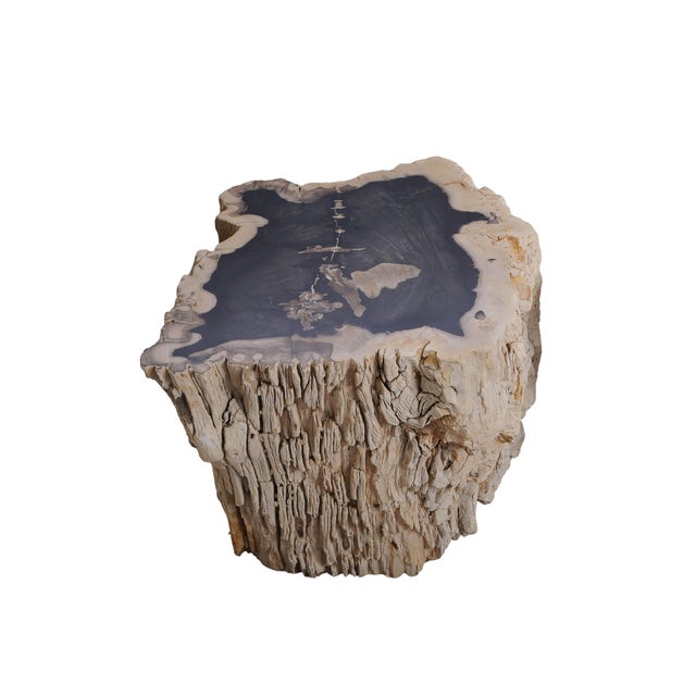 Big Petrified Wood Side Table by Xyleia Petrified Wood For Sale - Image 6 of 6