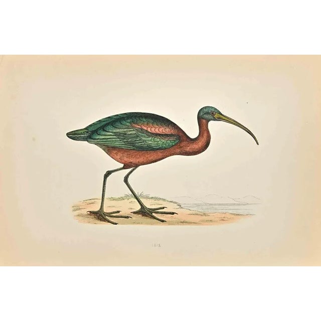 Ibis is a modern artwork realized in 1870 by the British artist Alexander Francis Lydon (1836-1917). Woodcut print on...
