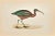 Ibis is a modern artwork realized in 1870 by the British artist Alexander Francis Lydon (1836-1917). Woodcut print on...