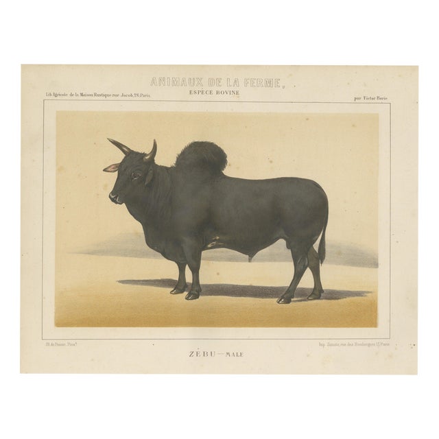 Olivier De Penne, Zebu Bull, Humped Cattle, 1863, Chromolithograph For Sale
