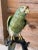Coastal Late 20th Century Coastal Tropical Bronze Hand Painted Parrot Statues on Marble Bases-Pair For Sale - Image 3 of 12
