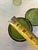 1970s 24-Piece Vintage Olive Green Mid-Century Glass Tumbler Set | Iced Tea, Water, Juice & Double Old Fashioned Glasses For Sale - Image 5 of 10