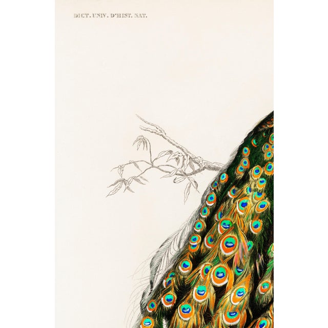 Not Yet Made - Made To Order Peacock Antique Illustration, Vintage Bird Art Print Reproduction, 24″ × 36″ For Sale - Image 5 of 9