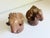 Wood Carved Wood Rams Head Bookends by Sarreid Spain 1970s - A Pair For Sale - Image 7 of 13