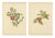 Parsons, Roses, 1914, Lithographs, Set of 2 For Sale - Image 4 of 10