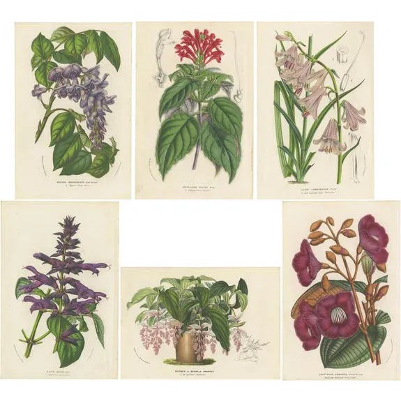 Louis van Houtte, Botany Illustrations of Wisteria, Scutellaria, Sage, 1853, Prints, Set of 6 For Sale