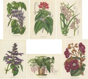 Louis van Houtte, Botany Illustrations of Wisteria, Scutellaria, Sage, 1853, Prints, Set of 6