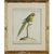Produced in Florence, Italy, between 1767 and 1776, this rare set of six parrot studies by Italian naturalist Xaviero...