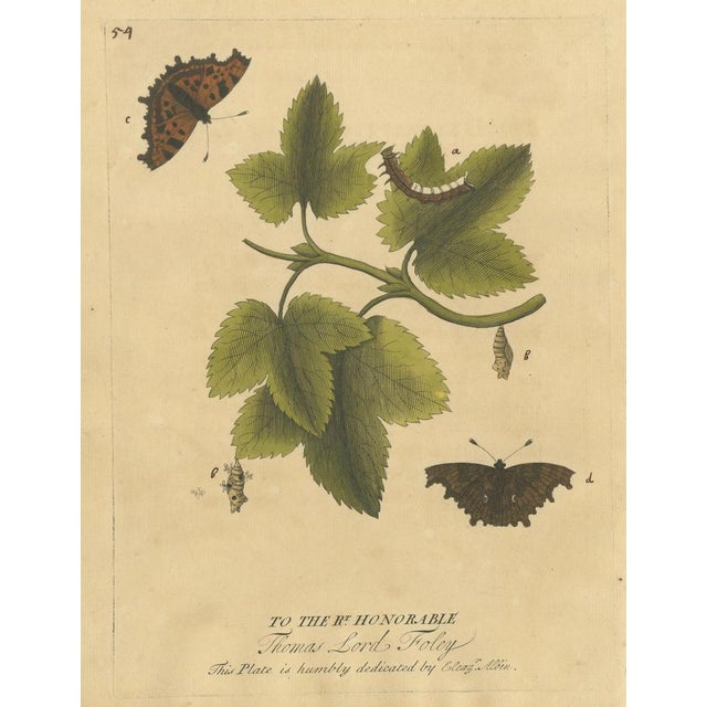 Butterfly Life Cycle on Leafy Branch – Eleazar Albin Hand-Colored Engraving, 1720 This finely hand-colored copper...