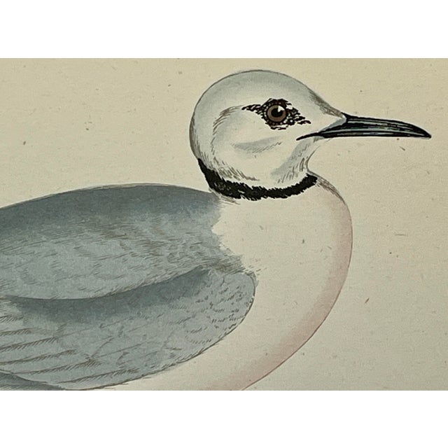 Antique Hand Tinted Bird Print From England Featuring a Majestic Ross’s Gull - Circa 1888 For Sale - Image 4 of 11