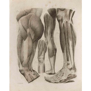 Paolo Mascagni, Anatomy, Plate 12, Etching, 1810 For Sale