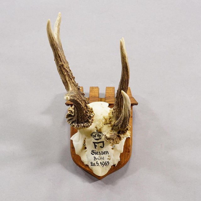 Vintage Red Deer Trophy by Franz Joseph, Prince of Thurn and Taxis, 1965 This hunting trophy features a roe deer...