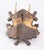 1920s Antique Black Forest Roe Deer Antlers Hunting Trophy Mount For Sale - Image 5 of 6