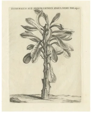 Commelin, Tithymalus Aiz Arbor, 1706, Print