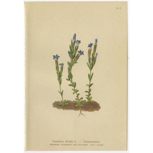 Paper Alpine Gentian Botanical Illustrations, 1897, Set of 4 For Sale - Image 7 of 9