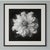 20" X 20" - 'Nigella Damascena Flower' - Black and White Botanical Photography Print For Sale - Image 4 of 5