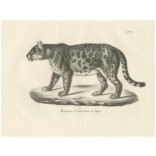 Jaguar, 1836, Lithograph For Sale