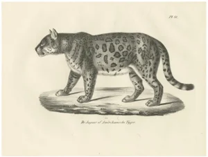 Jaguar, 1836, Lithograph