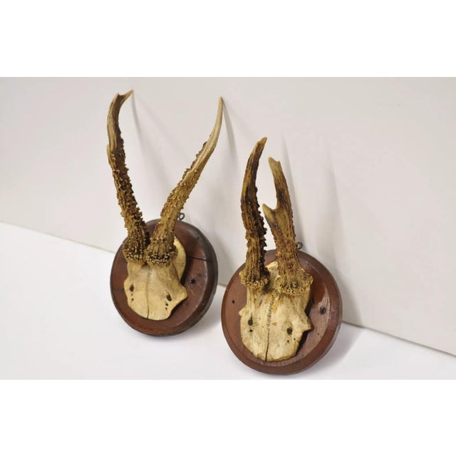 Brown Vintage Roe Deer Skull Mount Antlers Taxidermy Mancave Wall Decor - a Pair For Sale - Image 8 of 9