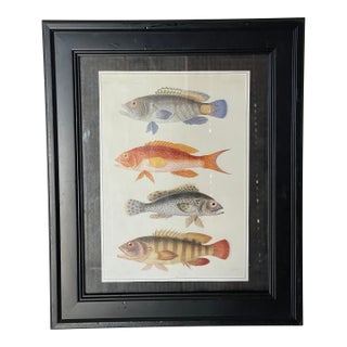Vintage Zoological Fish Chromolithograph Framed For Sale