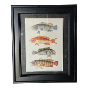 Vintage Zoological Fish Chromolithograph Framed