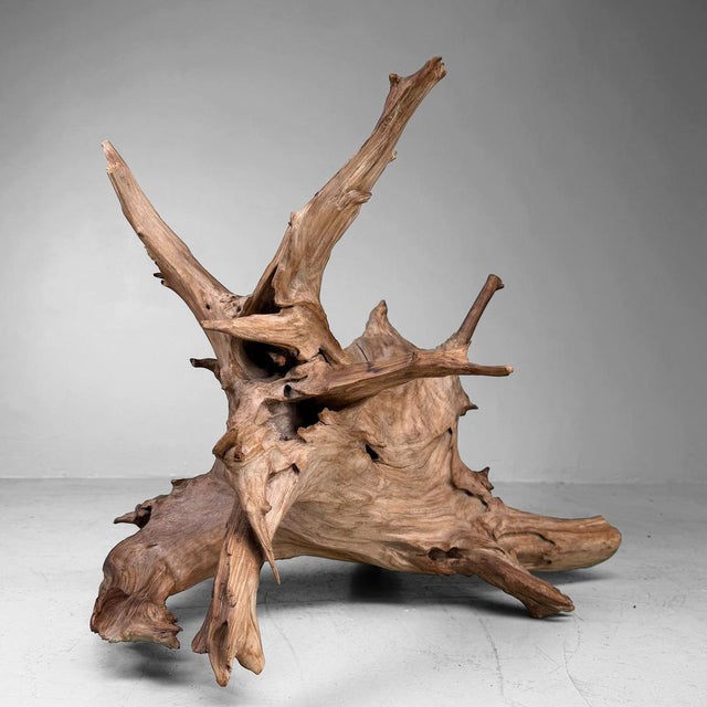 Mid-Century Modern Japanese Koboku Root Wood Sculpture, 1960s For Sale - Image 3 of 13