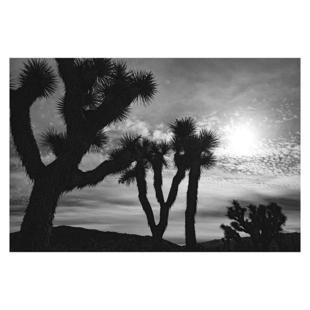 "Late Day" Joshua Tree Landscape Black and White Photograph by Mark Frohman 60" X 40" For Sale