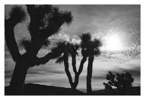 "Late Day" Joshua Tree Landscape Black and White Photograph by Mark Frohman 60" X 40"