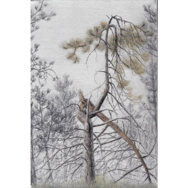 Twisted Ponderosa depicts a solitary, gnarled tree standing amidst a backdrop of delicate foliage. The interplay of...