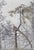 Twisted Ponderosa depicts a solitary, gnarled tree standing amidst a backdrop of delicate foliage. The interplay of...