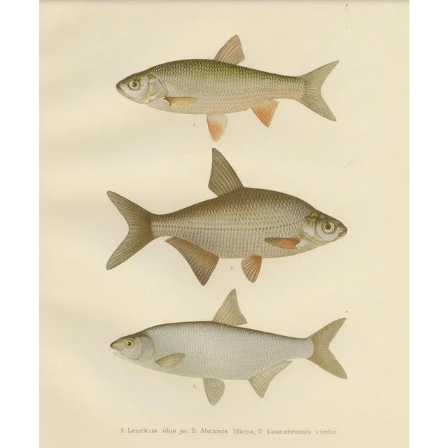 Paper Freshwater Beauties on Litho, 1895, Paper For Sale - Image 7 of 10