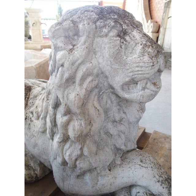 Pair of Recumbent Reconstituted Stone Garden Lions From Belgium, Circa 1960 For Sale In Dallas - Image 6 of 12