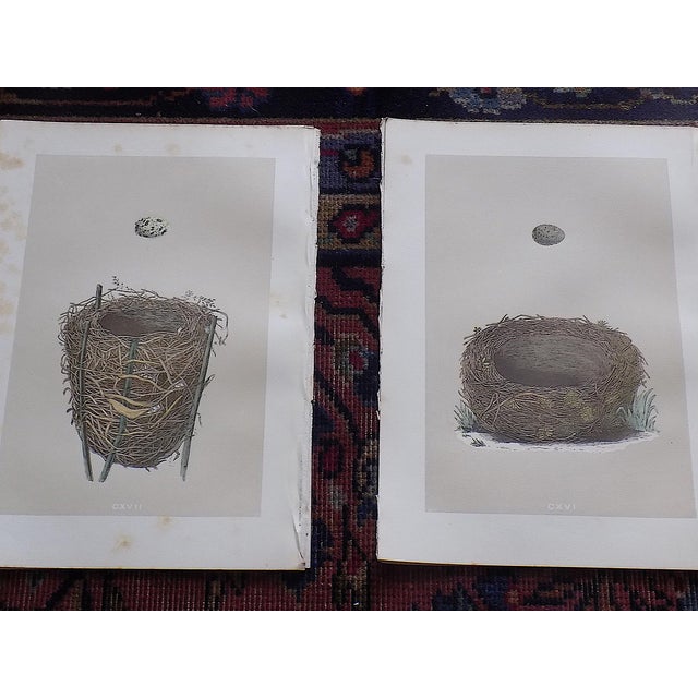 Antique 19th Century Hand Colored Bird Nest & Egg Lithographs - Set of 12 For Sale - Image 4 of 9