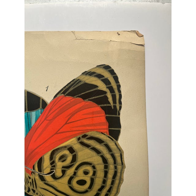 1920s Original E.A. Séguy Butterfly Print(s) From Papillons (No. 11) For Sale - Image 4 of 6