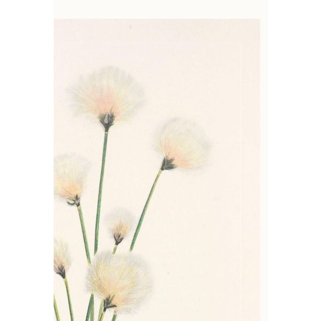 Green Hare's-Tail Cottongrass, Vintage Botanical Art Print by Mary Vaux Walcott, 40" X 60" For Sale - Image 8 of 10
