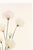 Green Hare's-Tail Cottongrass, Vintage Botanical Art Print by Mary Vaux Walcott, 40" X 60" For Sale - Image 8 of 10