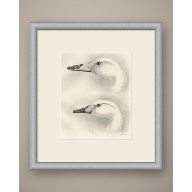 This antique bird print shows two swan heads lettered fig i and fig ii, each drawn in profile at a large size to show the...
